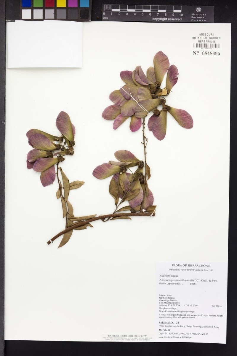 Acridocarpus smeathmanii photo 4