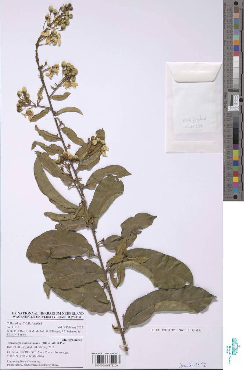 Acridocarpus smeathmanii photo 5