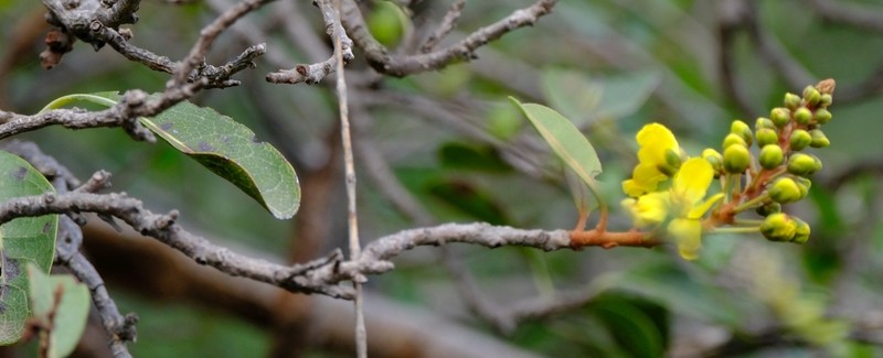 Acridocarpus socotranus