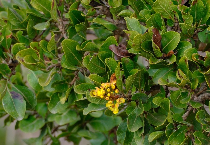 Acridocarpus socotranus photo 2