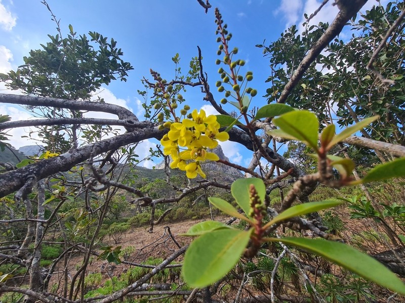 Acridocarpus socotranus photo 4