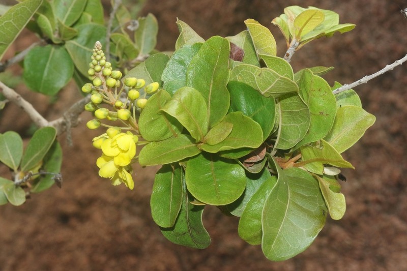 Acridocarpus socotranus photo 5