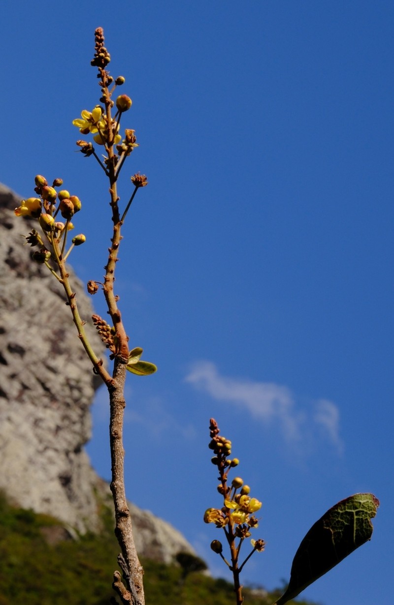 Acridocarpus socotranus photo 6