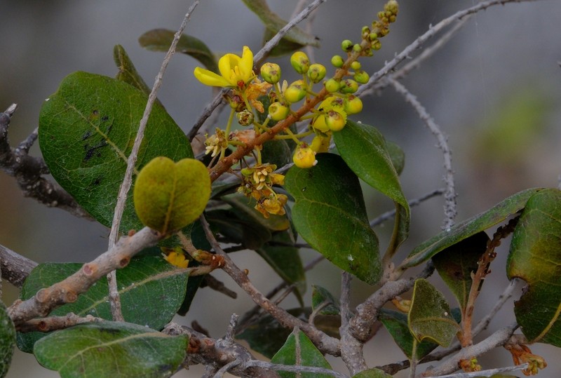 Acridocarpus socotranus photo 7
