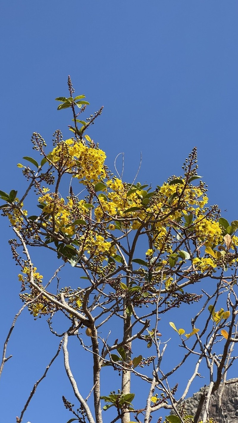Acridocarpus socotranus photo 8