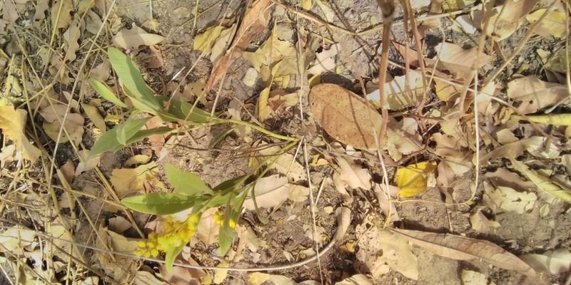 Acridocarpus spectabilis photo 2