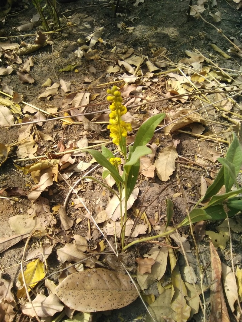 Acridocarpus spectabilis photo 3