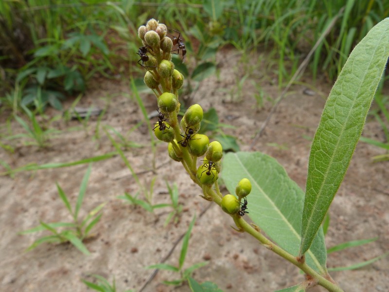 Acridocarpus spectabilis photo 7