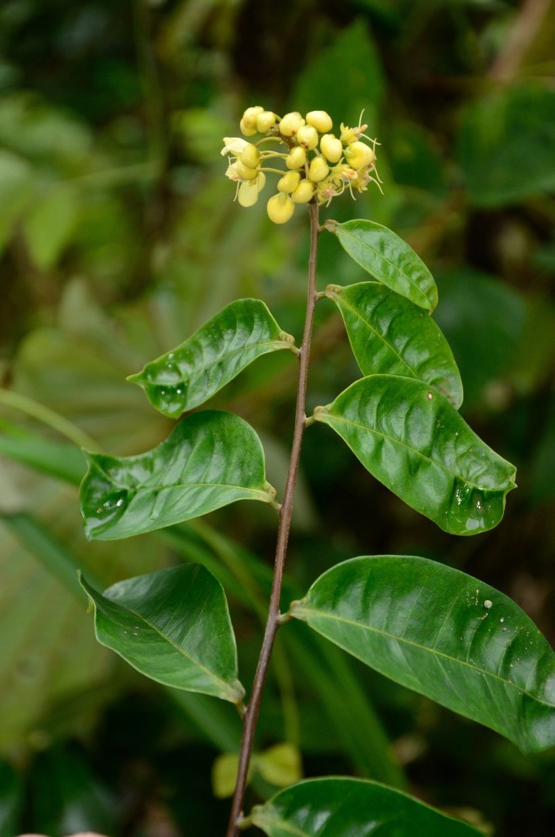 Acridocarpus staudtii