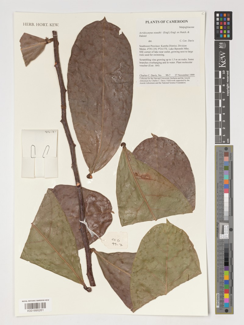Acridocarpus staudtii photo 2