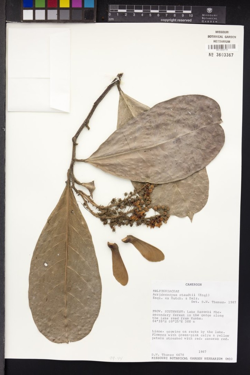 Acridocarpus staudtii photo 3