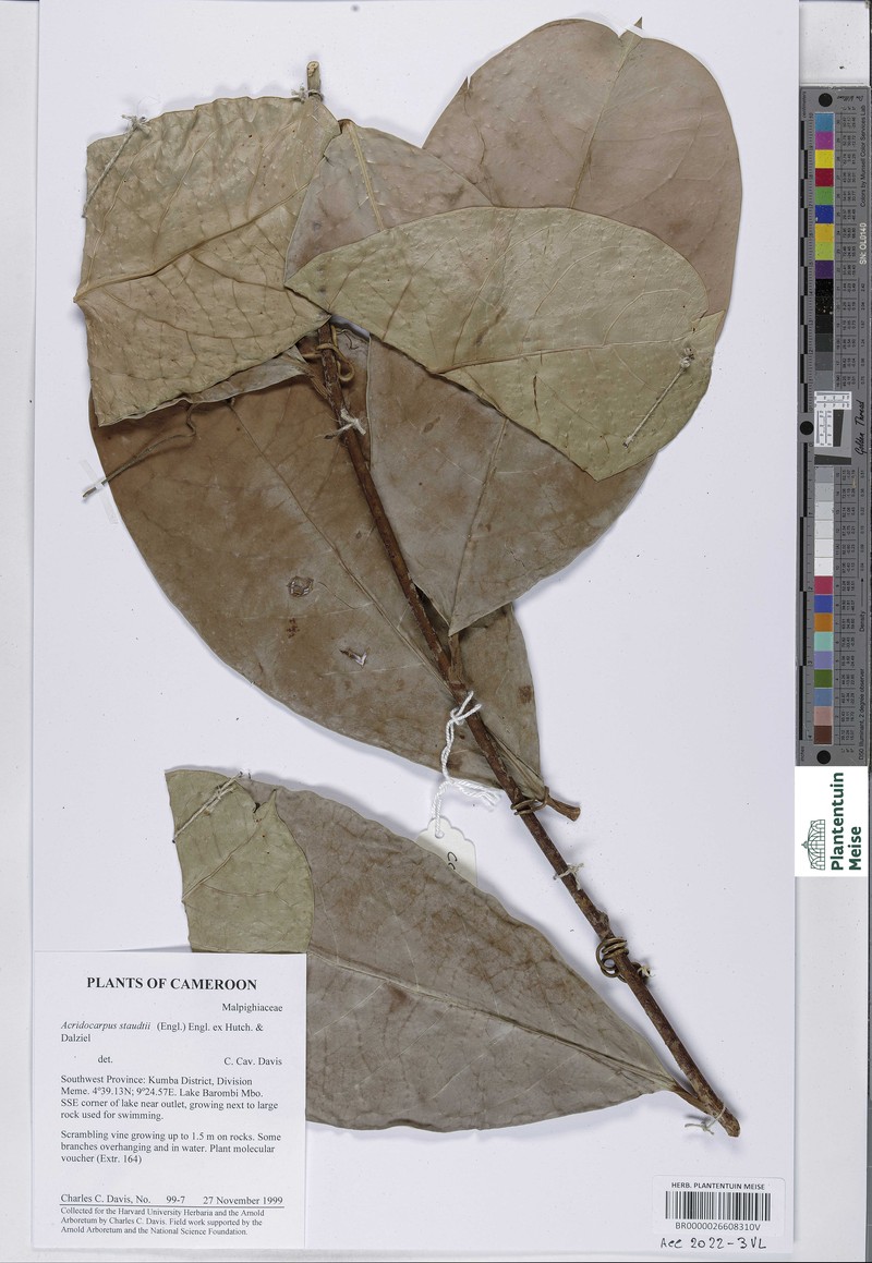 Acridocarpus staudtii photo 4