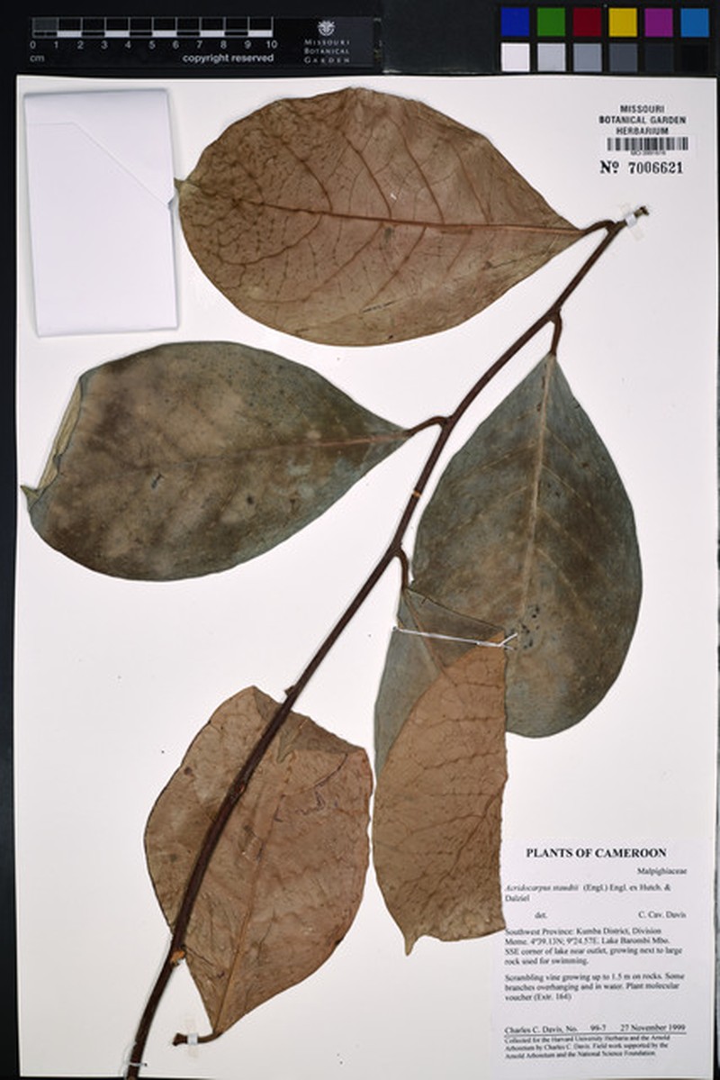 Acridocarpus staudtii photo 5