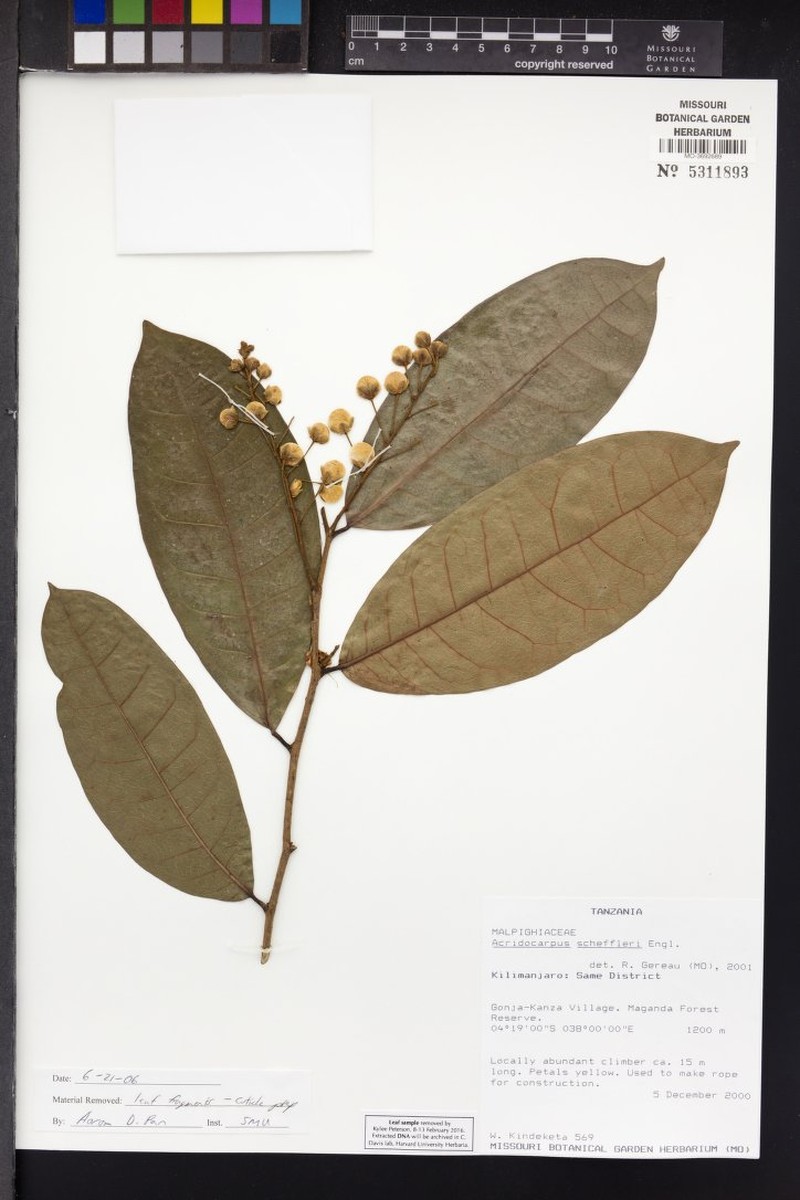 Acridocarpus ugandensis photo 2