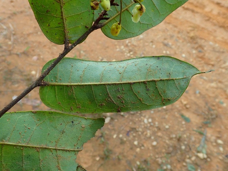 Acridocarpus vanderystii