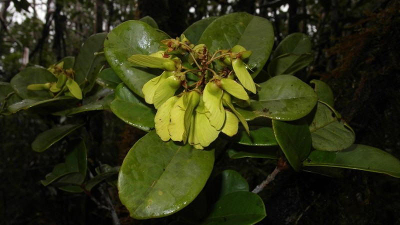 Acridocarpus vivy