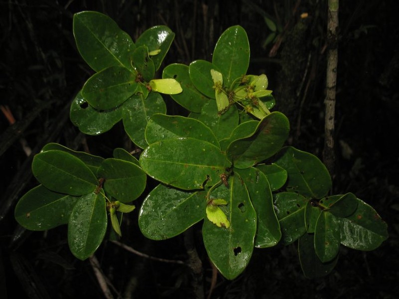 Acridocarpus vivy photo 3