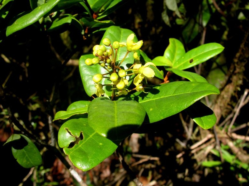 Acridocarpus vivy photo 4