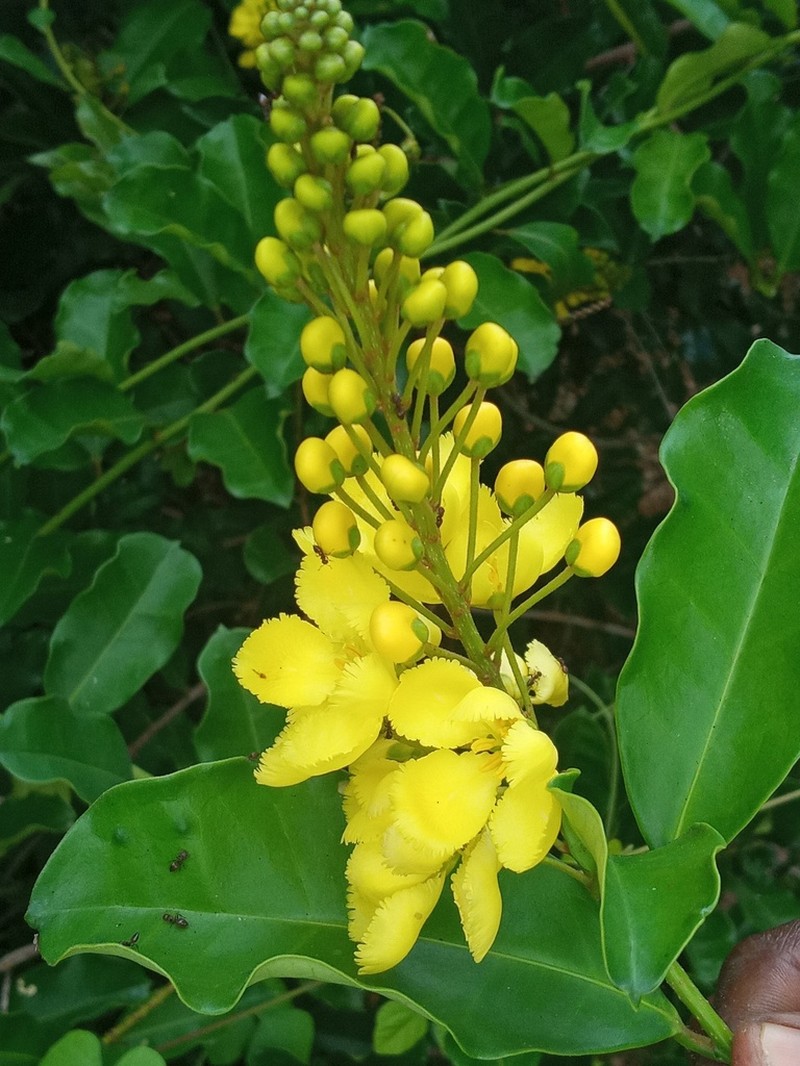 Acridocarpus zanzibaricus photo 2
