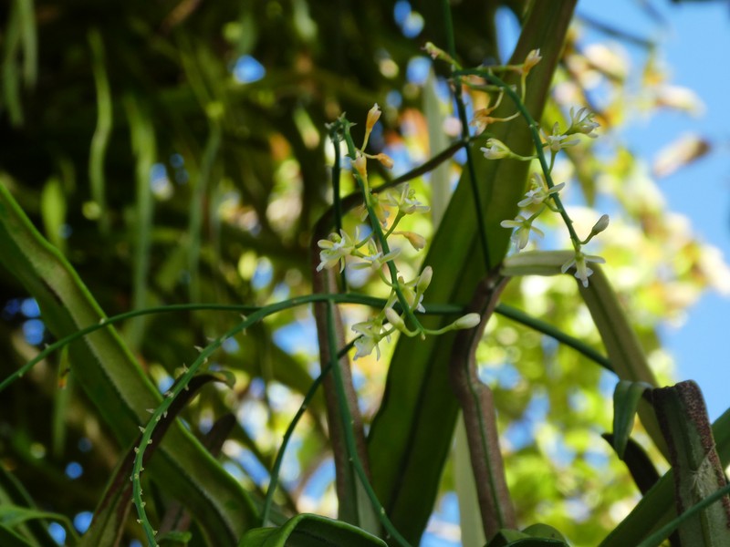 Acriopsis emarginata