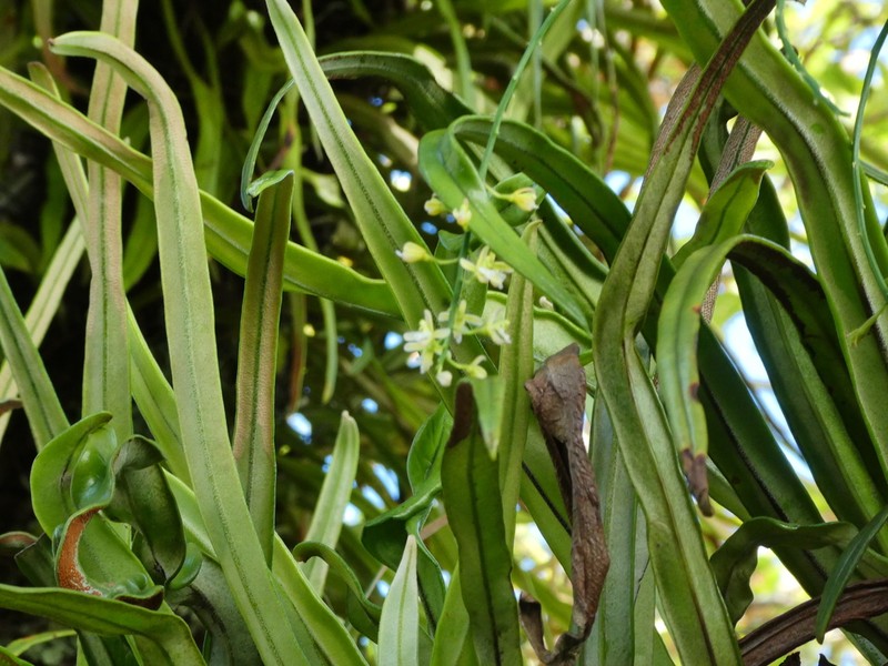 Acriopsis emarginata photo 2