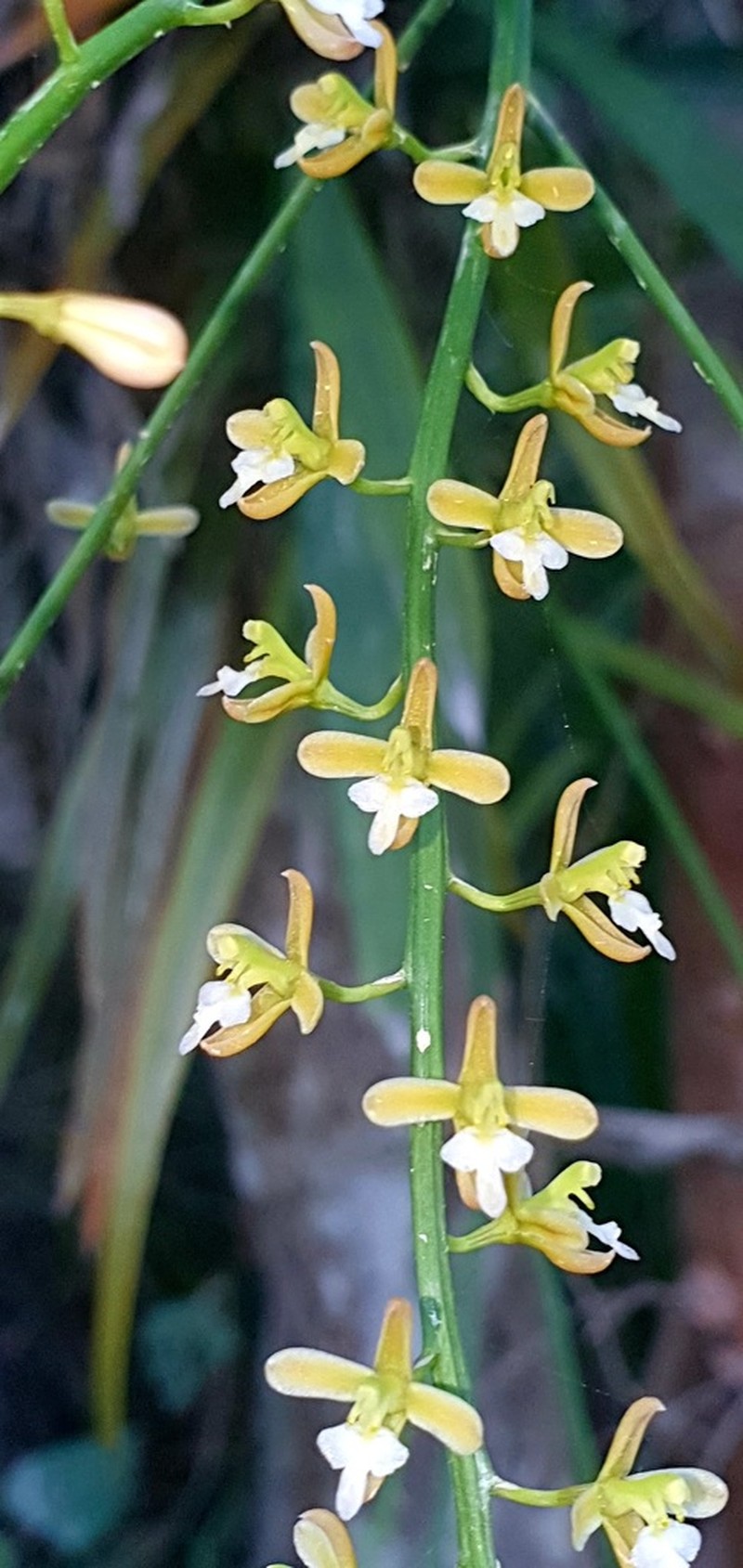 Acriopsis emarginata photo 4