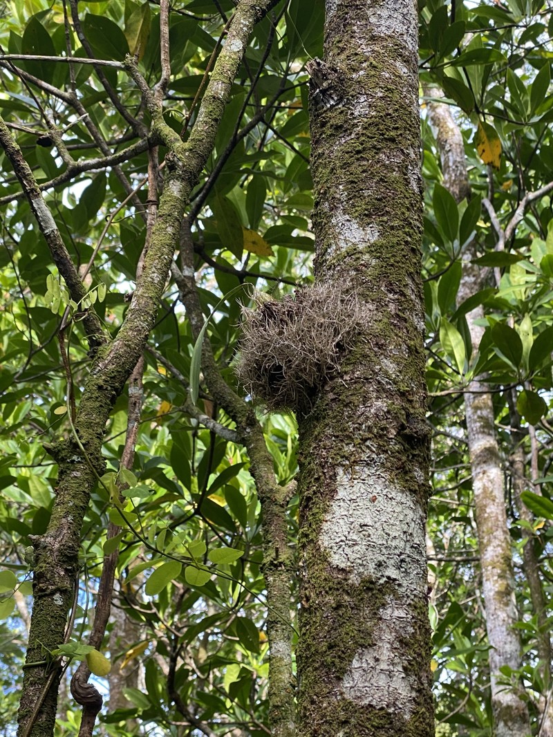 Acriopsis emarginata photo 5