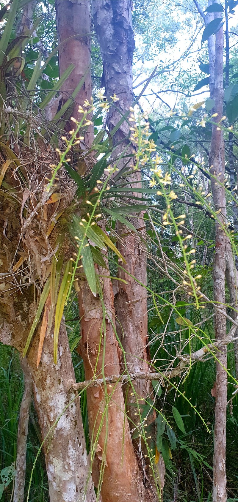 Acriopsis emarginata photo 6