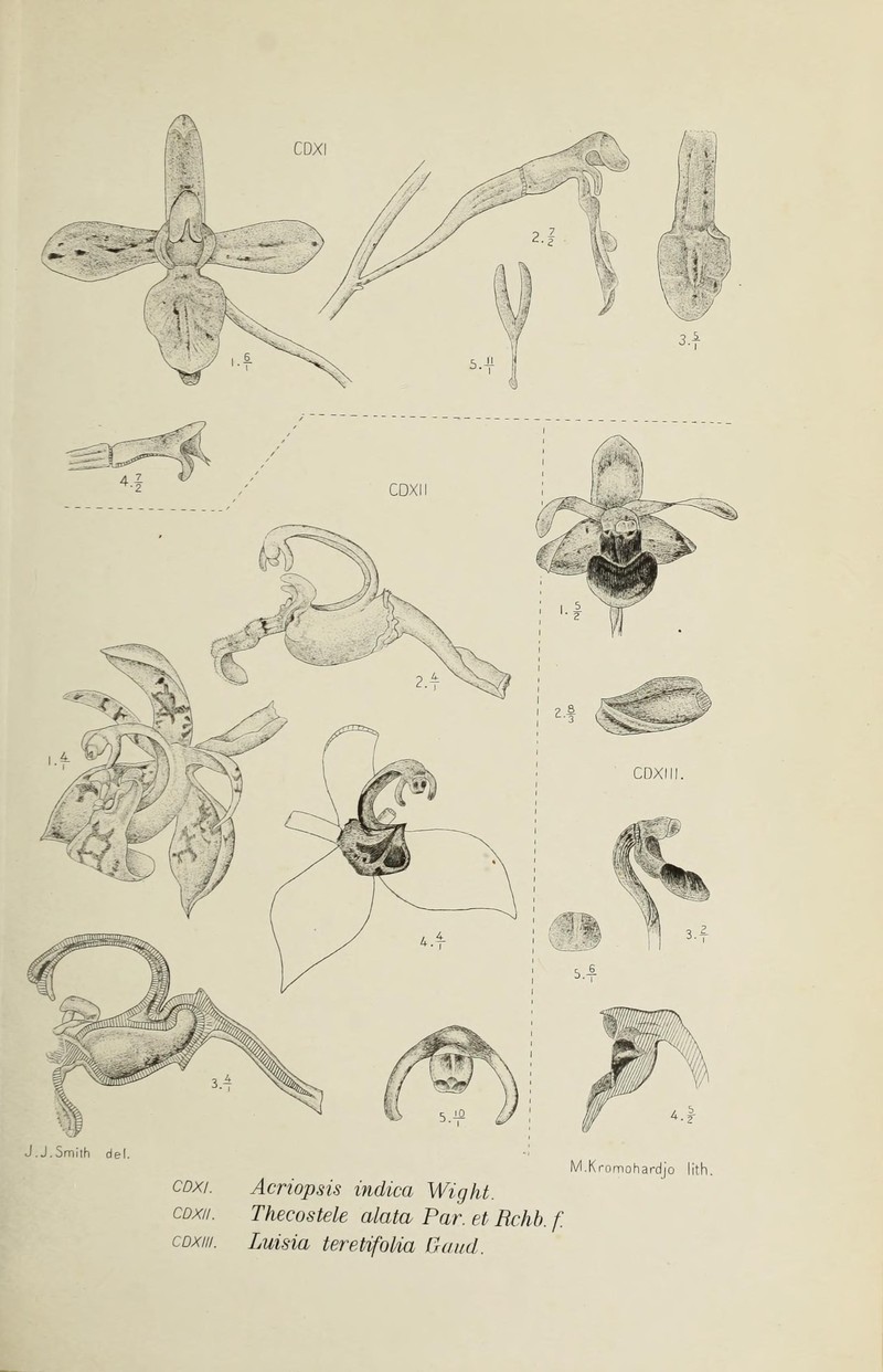 Acriopsis indica