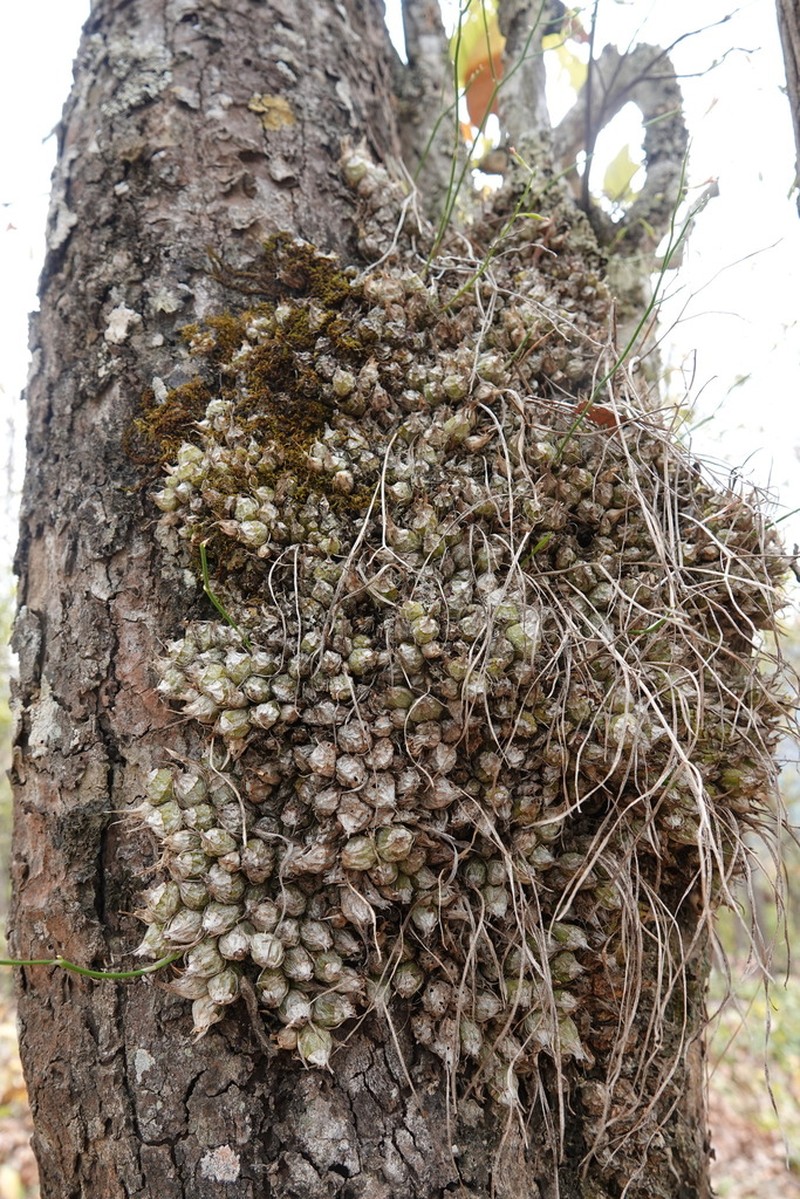 Acriopsis indica photo 2
