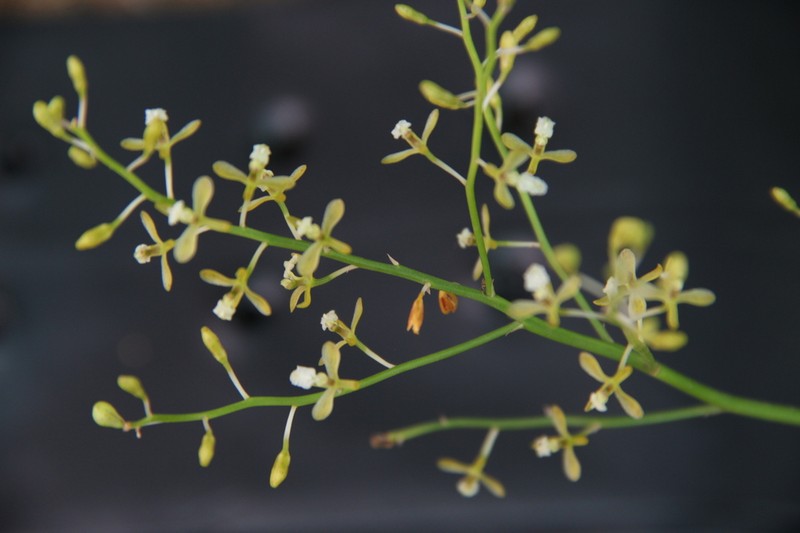 Acriopsis indica photo 3