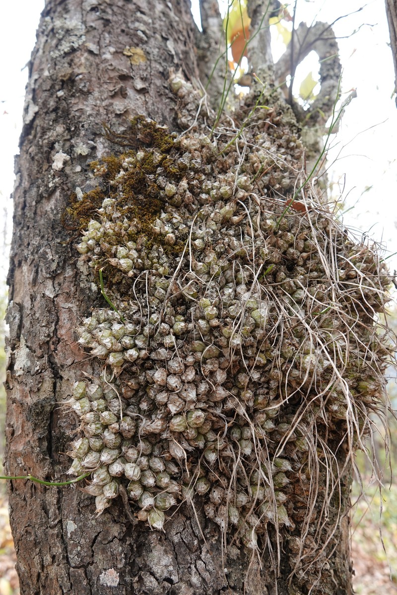 Acriopsis indica photo 4