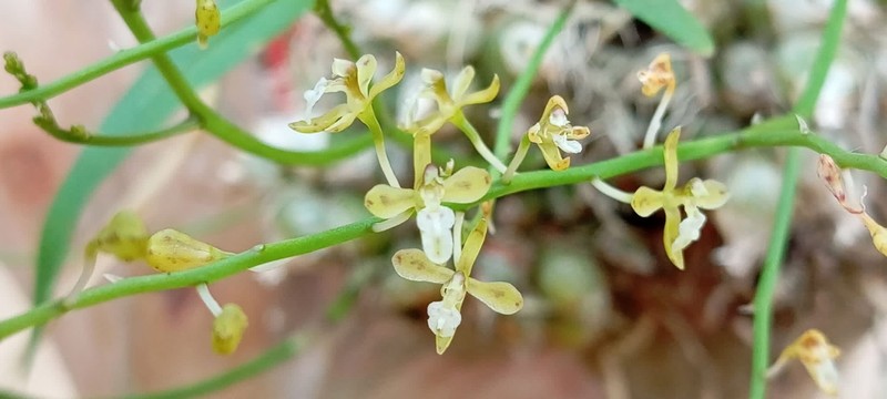 Acriopsis indica photo 6