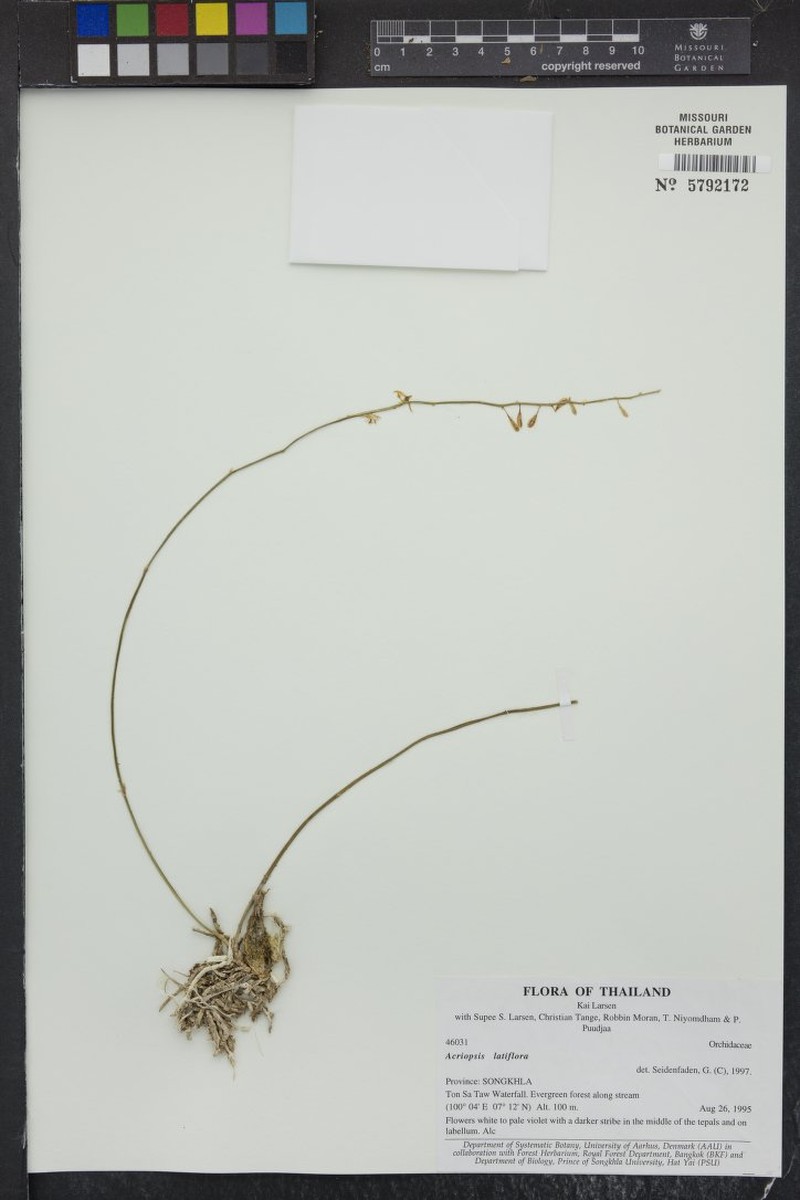 Acriopsis latifolia
