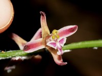 Lilyleaf Acriopsis