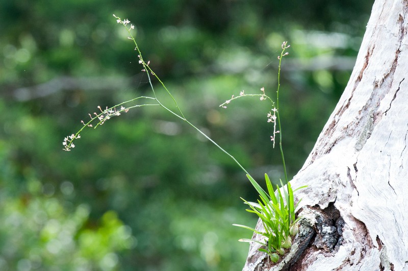 Lilyleaf Acriopsis photo 2