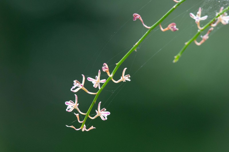 Lilyleaf Acriopsis photo 3