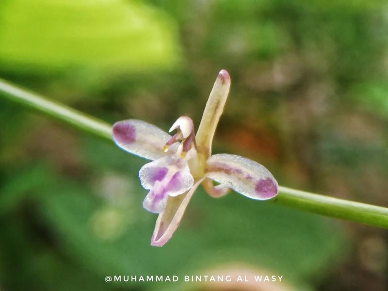 Lilyleaf Acriopsis photo 4