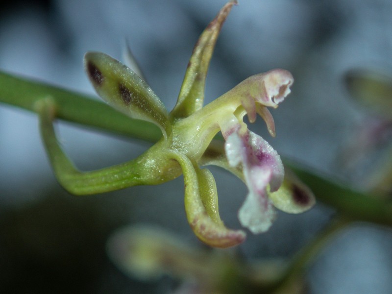 Lilyleaf Acriopsis photo 5