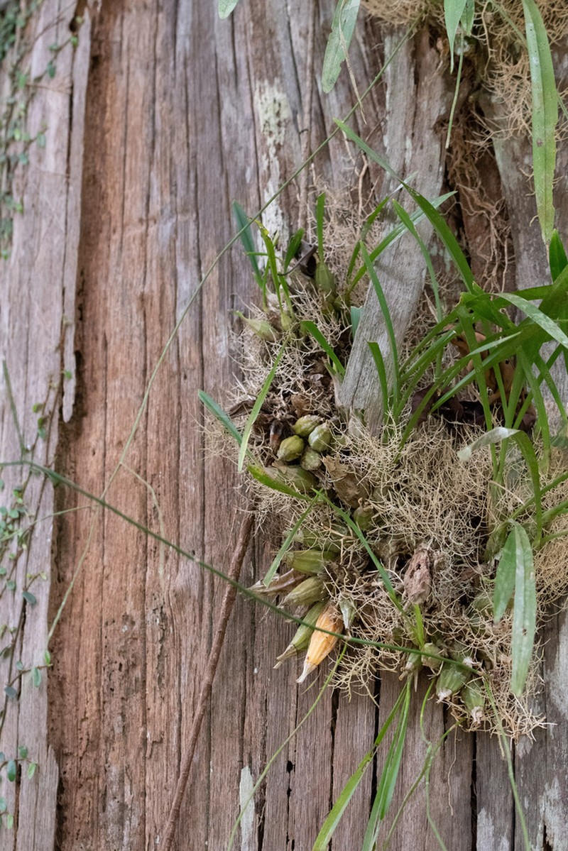 Lilyleaf Acriopsis photo 6