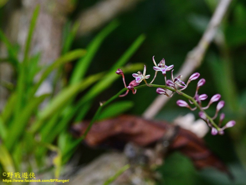 Lilyleaf Acriopsis photo 8