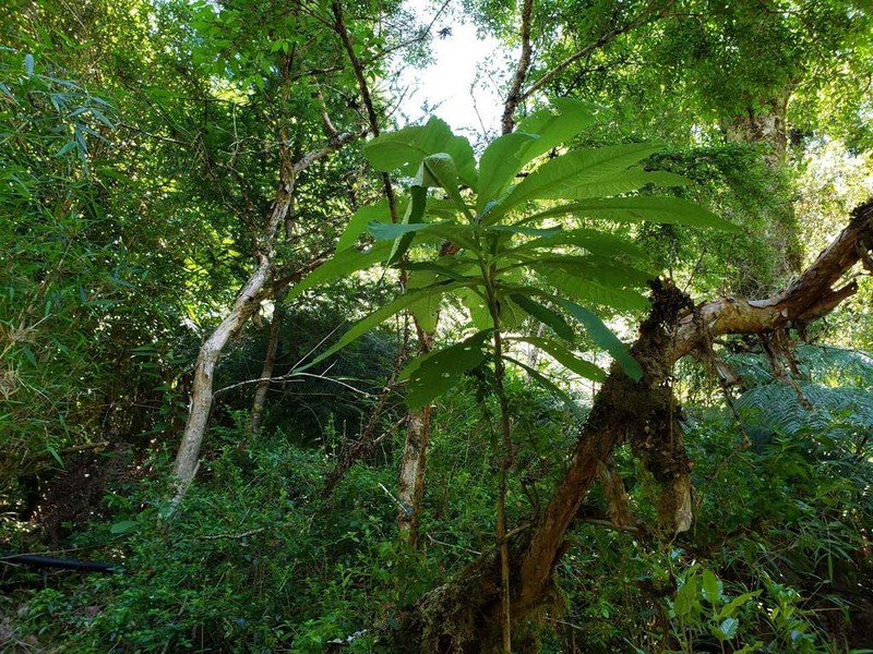 Acrisione cymosa