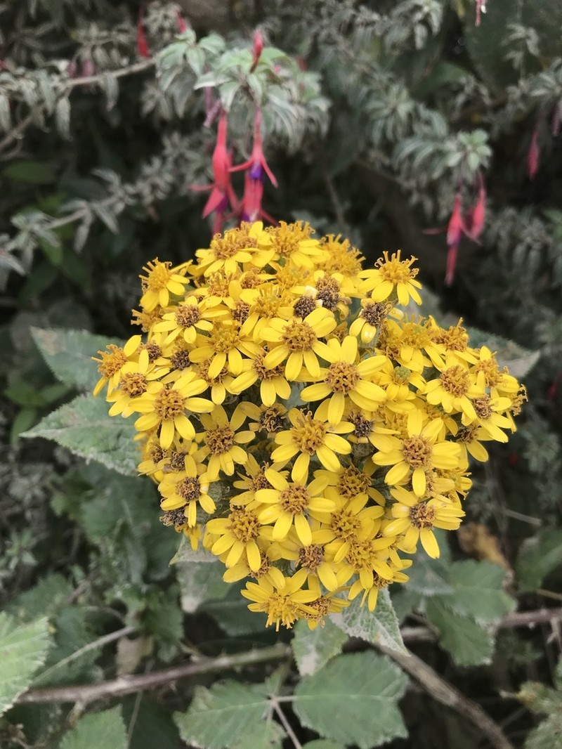 Acrisione cymosa photo 2