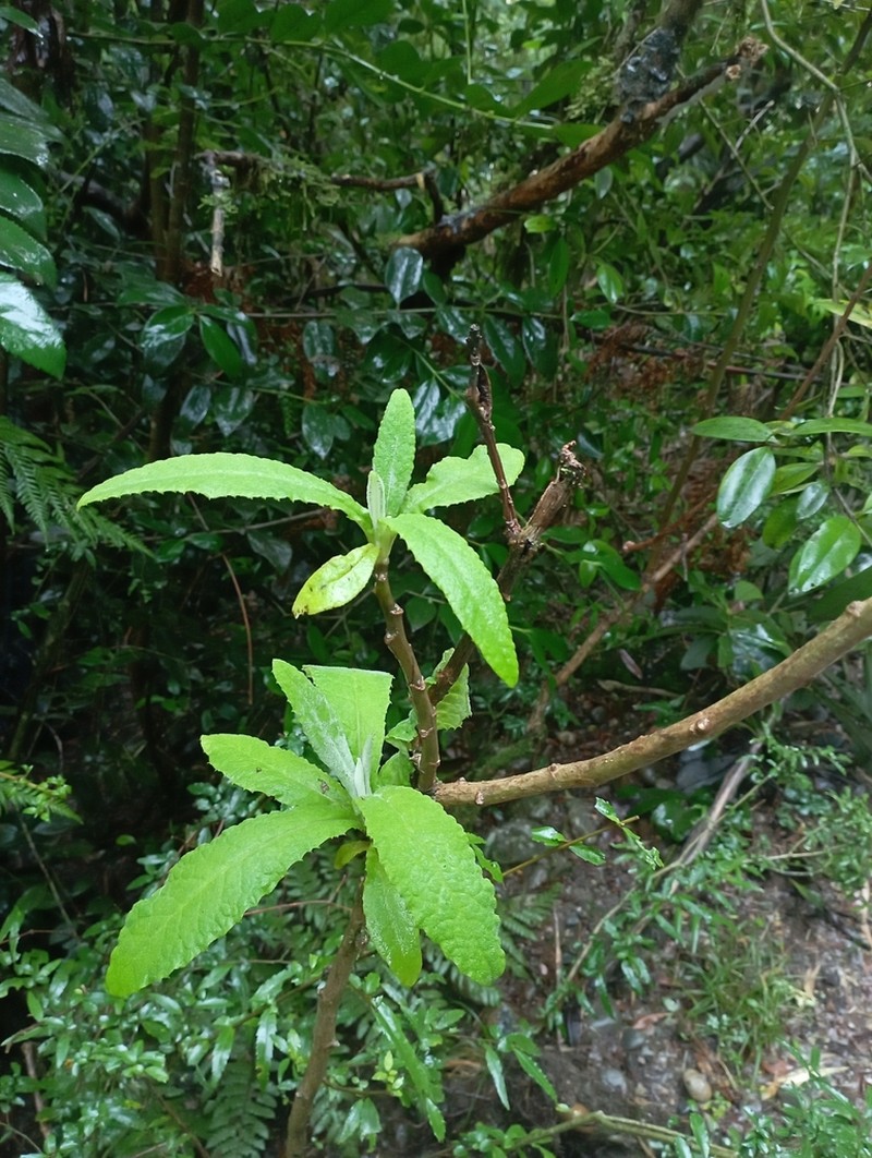Acrisione cymosa photo 3