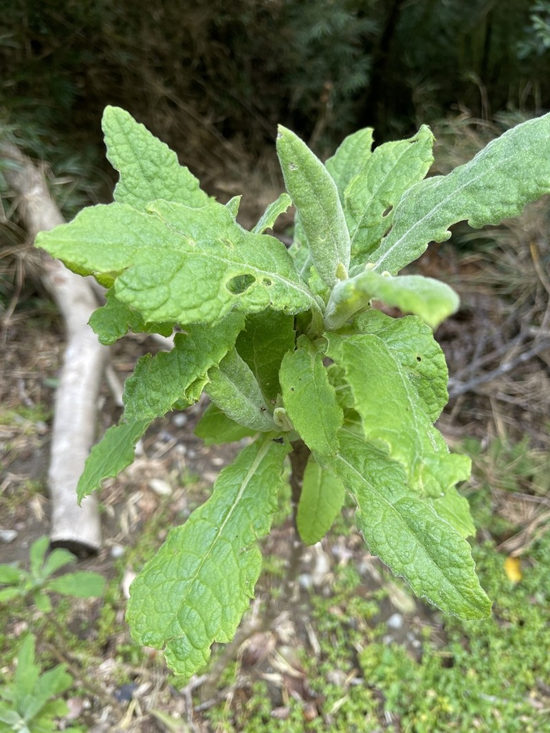 Acrisione cymosa photo 4