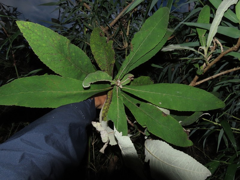 Acrisione cymosa photo 5
