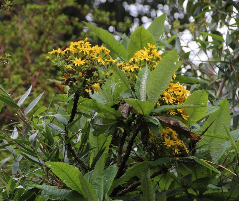 Acrisione cymosa photo 6