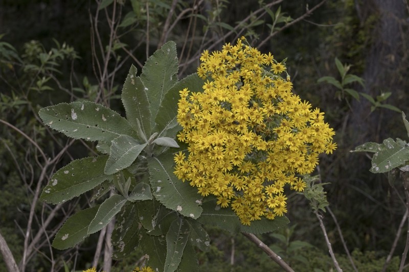 Acrisione cymosa photo 7
