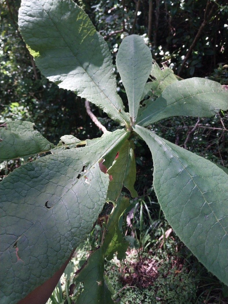 Acrisione cymosa photo 8