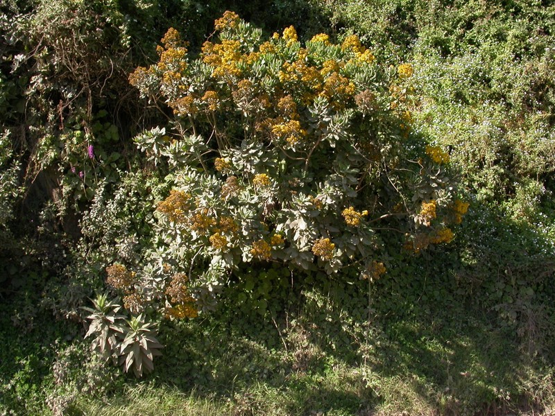 Acrisione denticulata